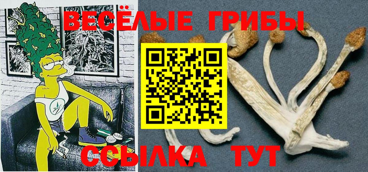 Галлюциногенные грибы Psilocybe Камышин